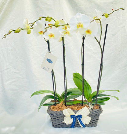 canasta con dos orquideas doble vara