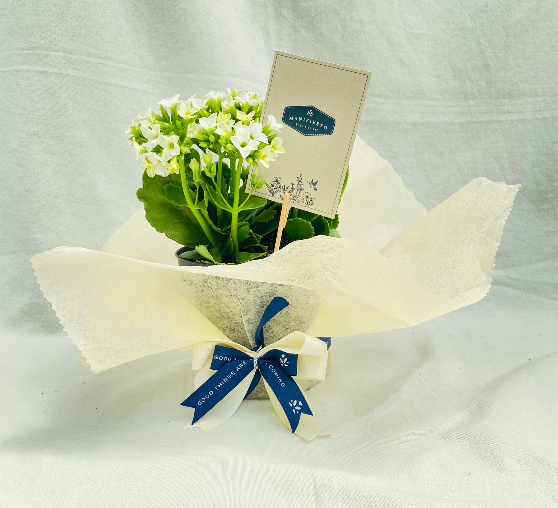 Florecitas en matera Sencillas Según Disponibilidad – Una Opción para todas las ocasiones.
