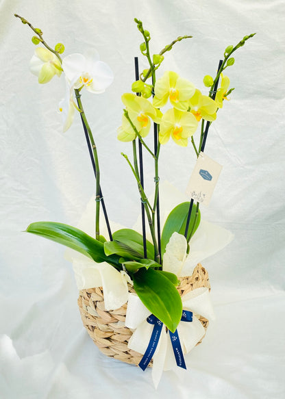 Arreglo 2  Orquídeas Phalenopsis Doble Vara en canasto bomba artesanal