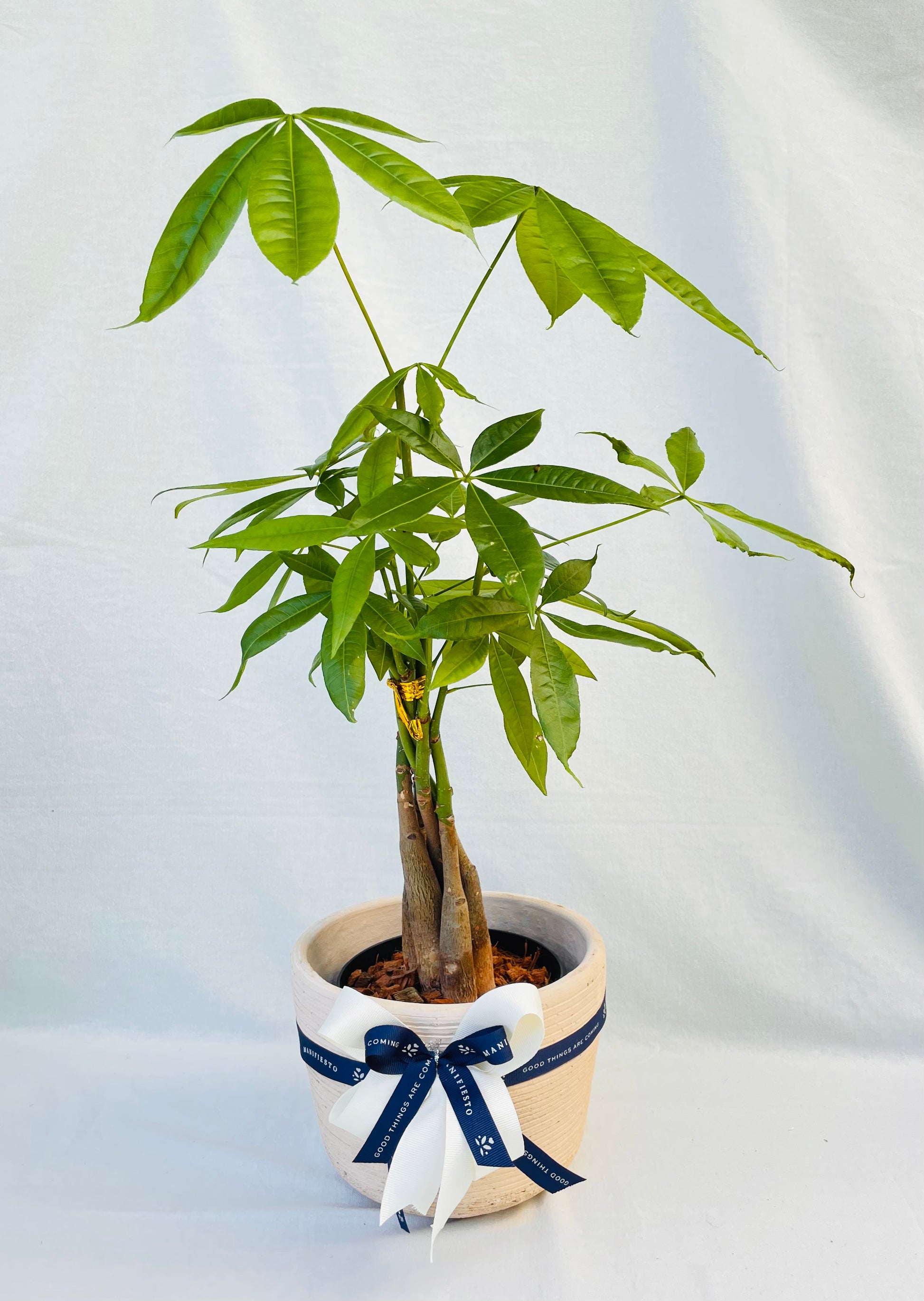 Pachira: Árbol de la Prosperidad con Matera barro rosado | Regalo